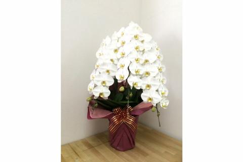 胡蝶蘭３本立(A99-2)