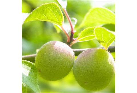 【0632-3】和歌山県産　薬師梅　1ｋｇ