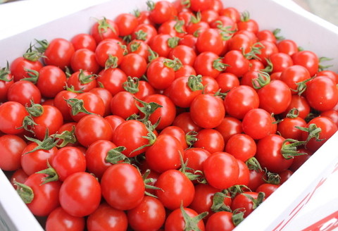 【0138-3】完熟ミニトマト「キャロルセブン」