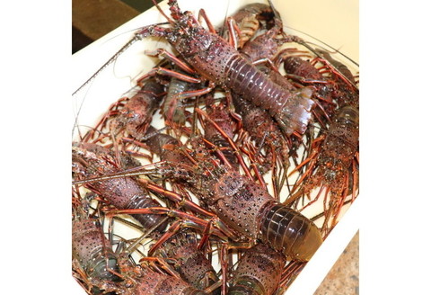 【0349-1】天然活伊勢海老 約1.4kg(御坊産)《先行予約》【配送不可地域：北海道・青森・秋田・岩手・沖縄・離島】