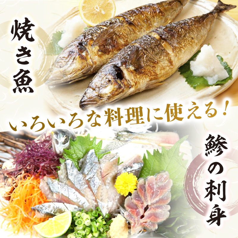 【0008-2】御坊産　鮮魚セット5kg【配送不可地域】沖縄・北海道・東北・九州