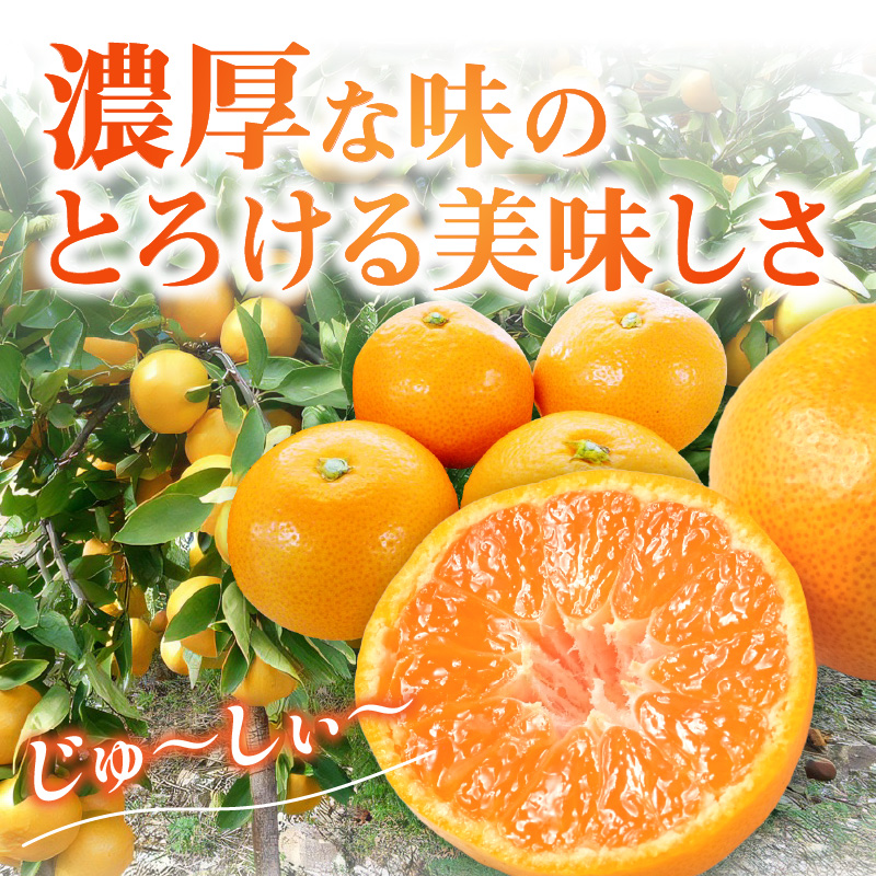 【0059-3】「濃厚な味のとろける美味しさ」温州みかん 10kg《先行予約》