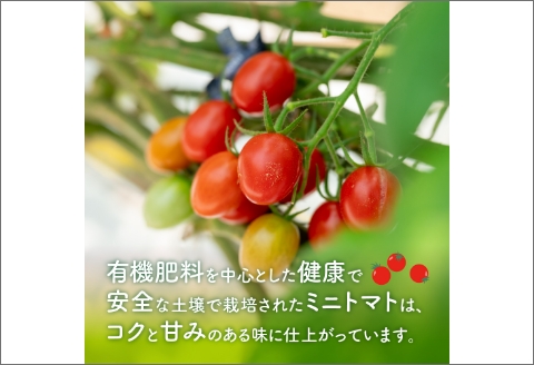 【0233-2】農園直送！原出さんの完熟ミニトマト（あいこ）
