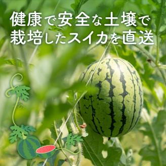 【0269-2】農園直送！原出さんの小玉スイカ（ひとりじめ）《先行予約》【2026年6月下旬頃から順次発送予定】【配送不可地域：北海道、沖縄、離島等】