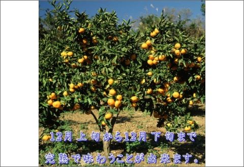 【0553-3】御坊市・日高川町・由良町産 温州みかん（ゆらっ子）5kg