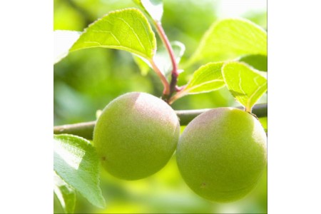 【0635-3】薬師梅贈答用　木箱入梅干し　うすしお・はちみつ各10粒