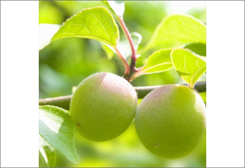 【0729-3】薬師梅贈答用　木箱入梅干し『風』うすしお味　800ｇ