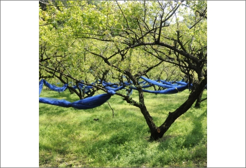 【0745-5】やまだ　南高梅はちみつ梅（250ｇ×3個）