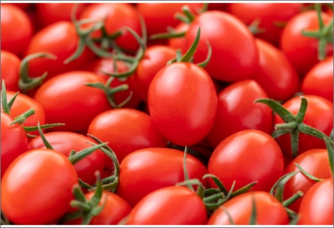 【0884-4】完熟ミニトマト（アイコ）