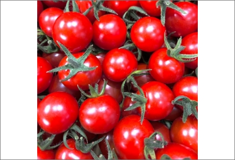 【0910-3】ミニトマト（キャロルセブン）2kg≪先行予約2025年11月より順次発送予定≫