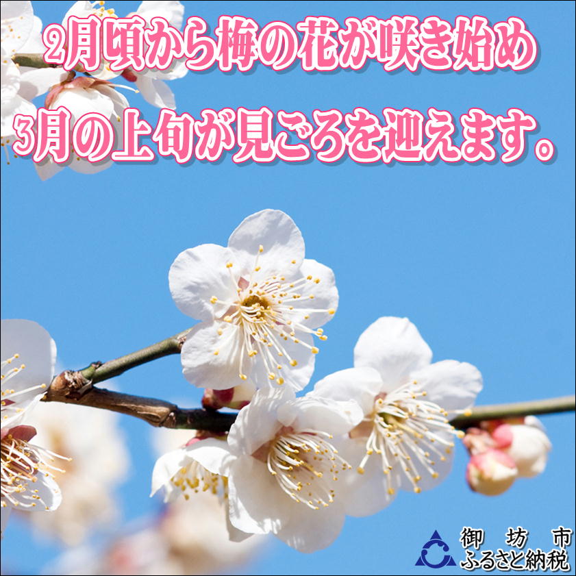 【0914-4】【家庭用】紀州南高梅　うす塩味梅　1.2ｋｇ