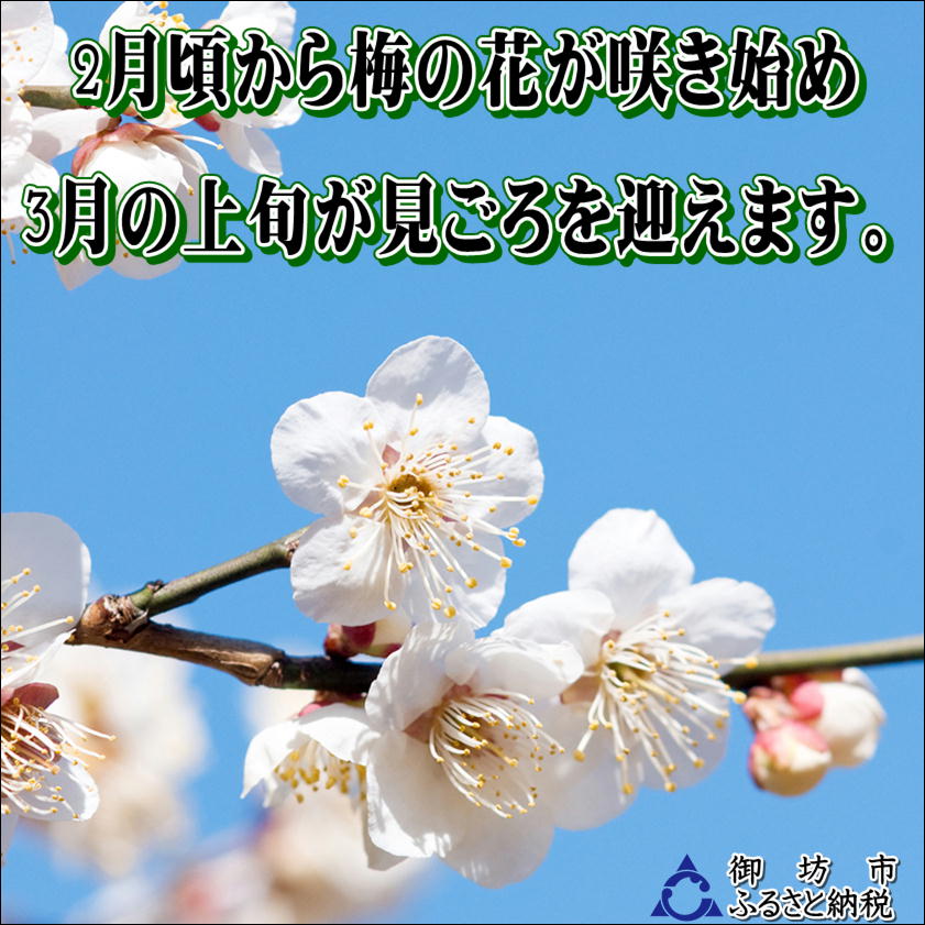 【0915-4】【家庭用】紀州南高梅　こんぶ梅　1.2ｋｇ