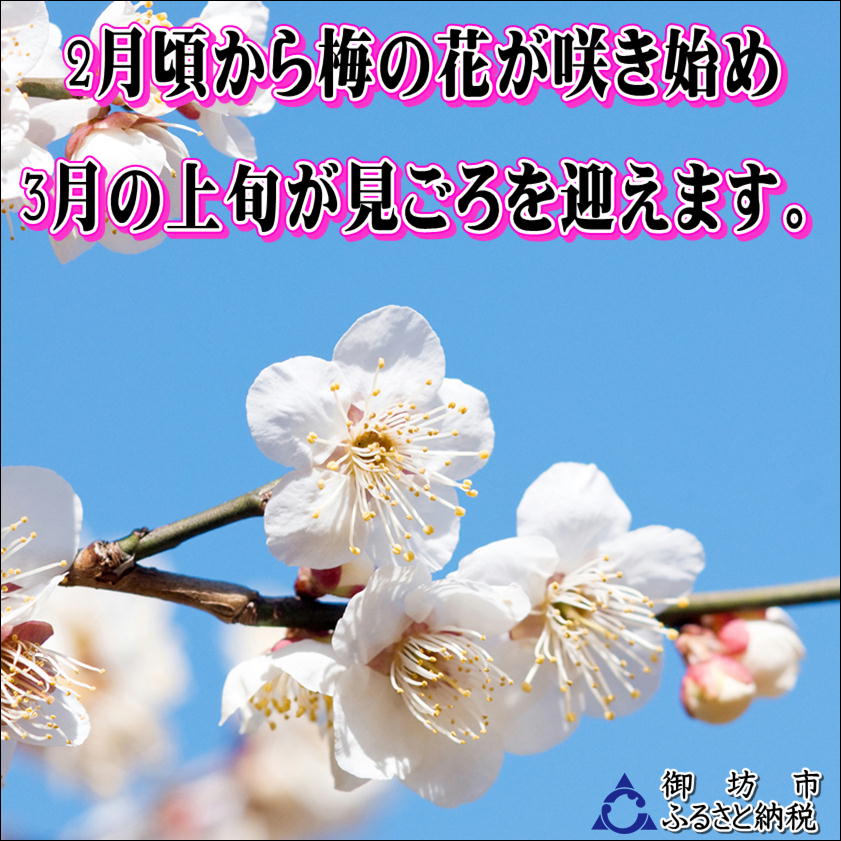 【0916-4】【家庭用】紀州南高梅　しそ漬梅　1.2ｋｇ