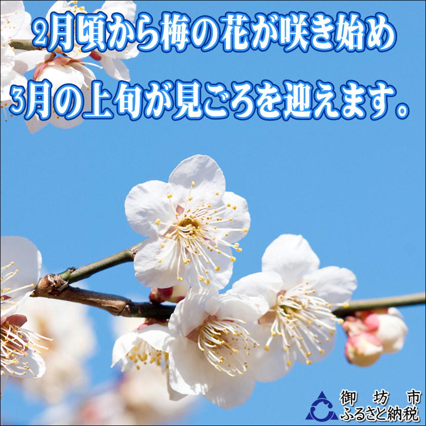 【0917-4】【家庭用】紀州南高梅　白干梅　1.2ｋｇ