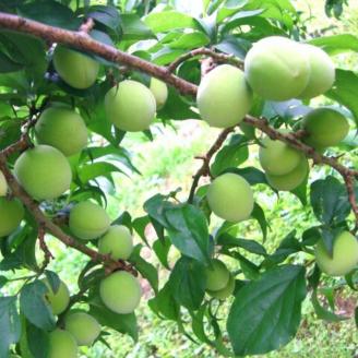 【1088-4】青梅（生梅）紀州南高梅 3kg 梅酒用・梅シロップ用《先行予約》