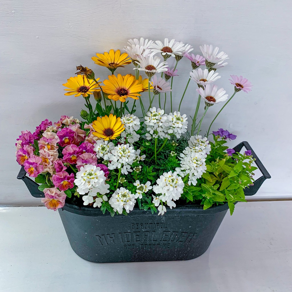 【1114-3】【園芸店直送】おまかせ季節の寄せ植え プランター 花