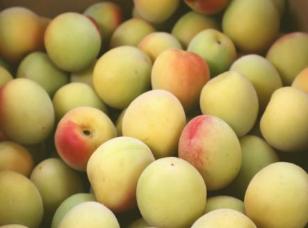 【1118-4】完熟青梅（生梅）紀州南高梅 3kg【梅干し用】《先行予約》