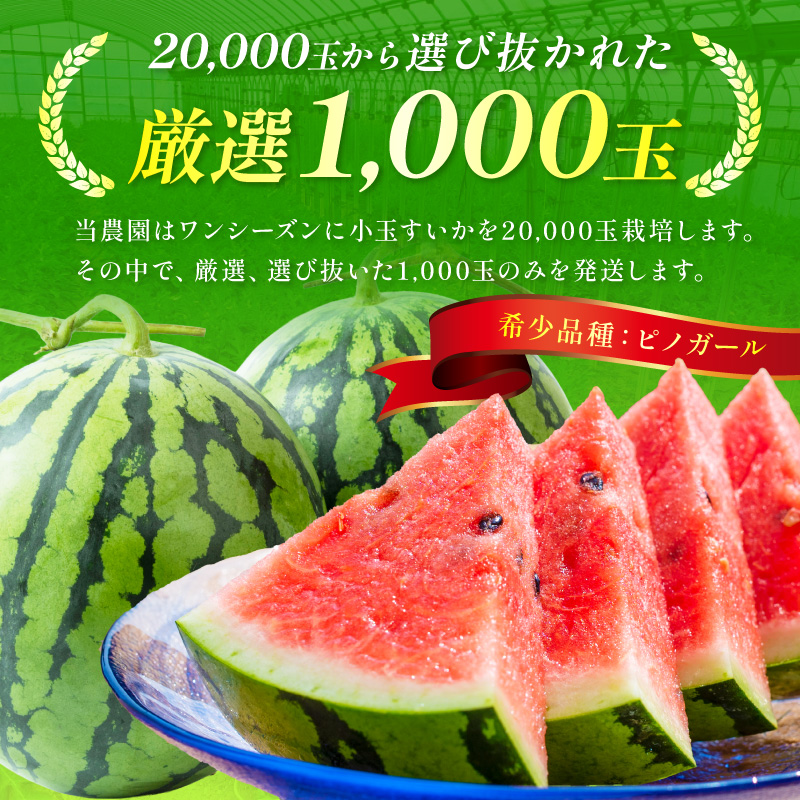 【1246】選び抜いた！小玉すいか　ピノガール　2L　2玉《先行予約》2026年6月上旬から順次発送予定【 配送不可地域：北海道・沖縄・離島】