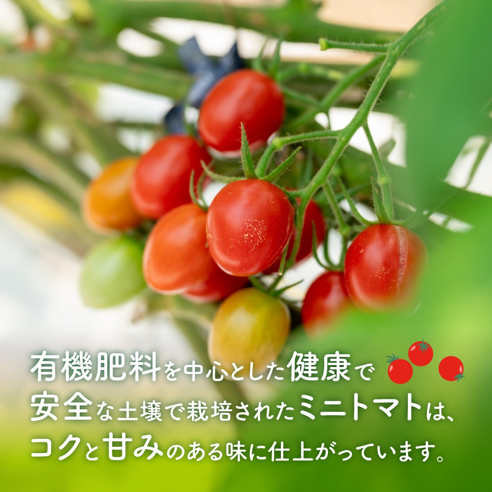 【1313】農園直送！原出さんの完熟ミニトマト（あいこ）1kg