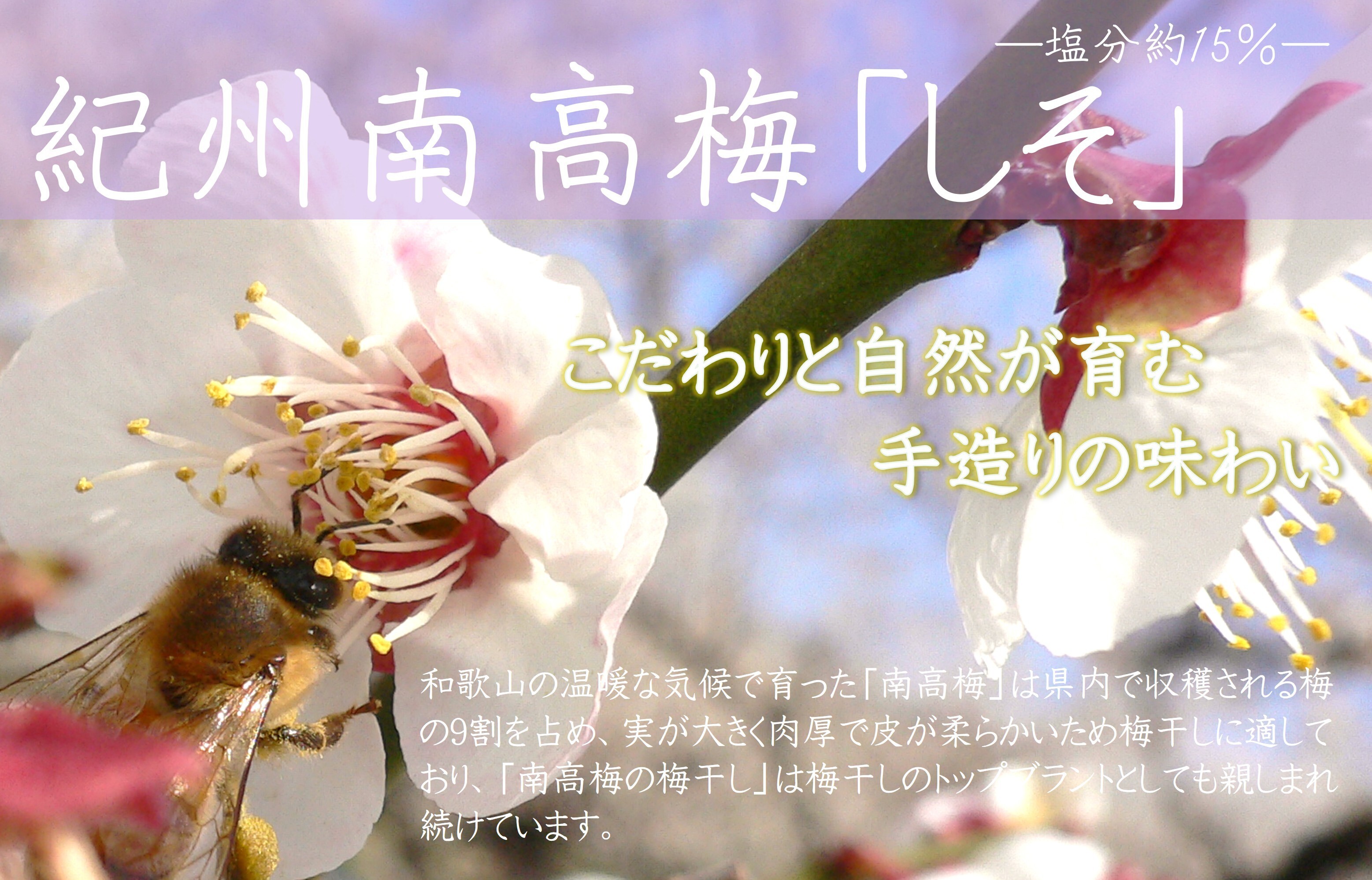 【7023】紀州南高梅しそ 塩分約15％（500ｇ）