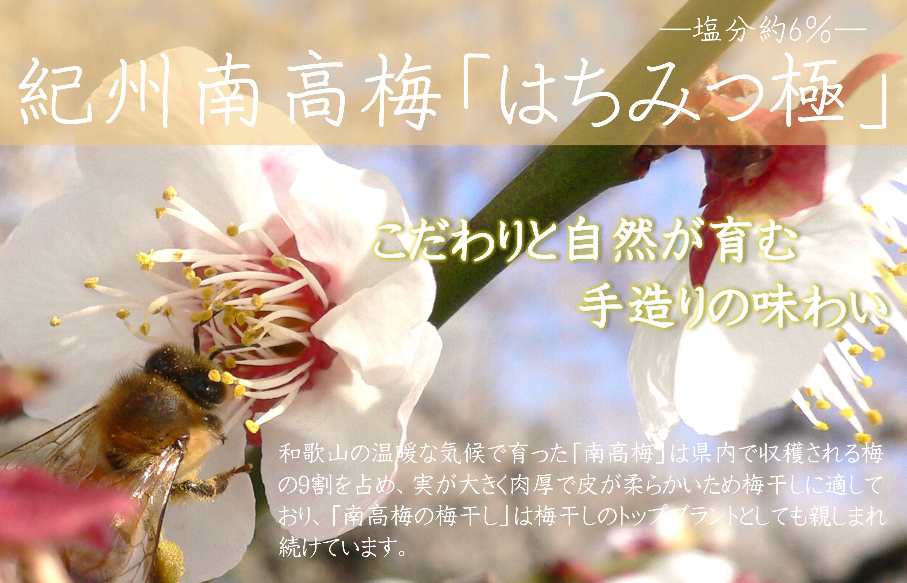 【7024】紀州南高梅はちみつ極 塩分約6％（500ｇ）