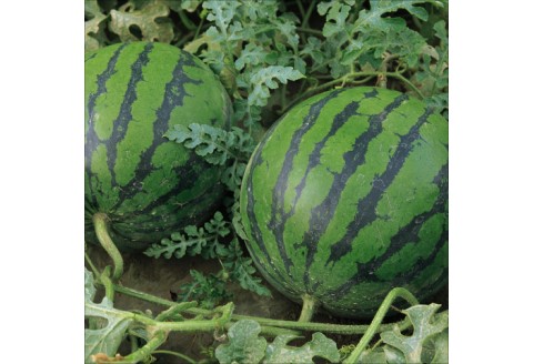 【0622-3】小玉スイカ（2玉～3玉）