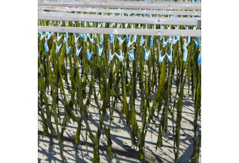 【0623-3】衣奈わかめ