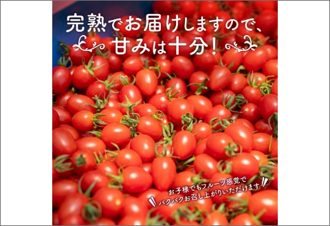 【0233-2】農園直送！原出さんの完熟ミニトマト（あいこ）