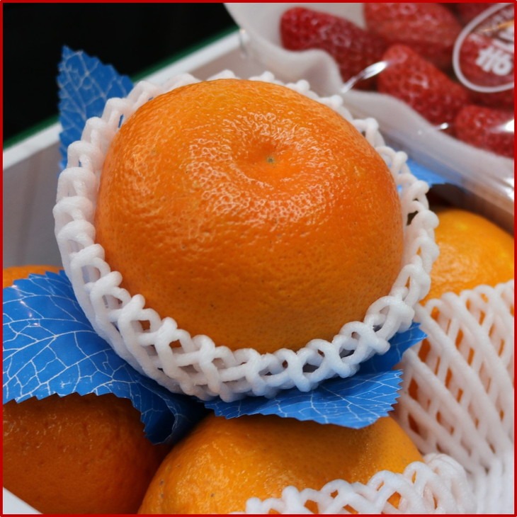 【0374-3】南国紀州・日高の太陽が育んだ季節のフルーツセットB《先行予約》【2026年1月下旬頃より順次発送予定】【配送不可地域:沖縄・離島】 