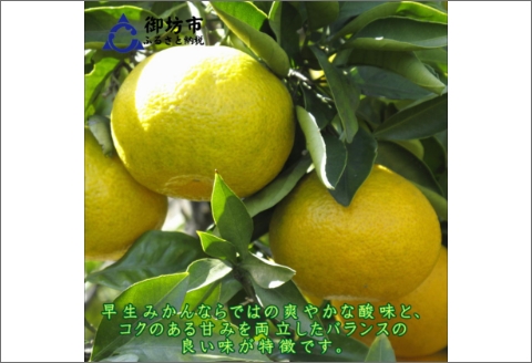 【0552-3】御坊市・日高川町・由良町産 ゆら早生みかん（ゆらっ子）5kg