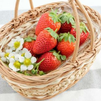 【0566-4】まりひめ4パック入り約1kg「和歌山ブランドいちご」農家直送《先行予約》【配送不可地域：北海道・青森・秋田・岩手・沖縄】