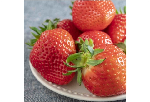 【0707-2】農園直送！原出さんの完熟イチゴ「ゆめのか」デラックス