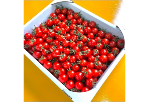 【0910-3】ミニトマト（キャロルセブン）2kg≪先行予約2025年11月より順次発送予定≫