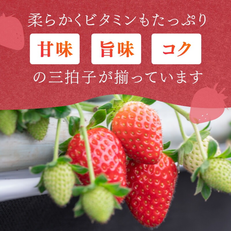 【1226_01】農家直送！大粒完熟まりひめ　いちご　2パック（1月発送） 配送不可地域【北海道・沖縄・離島】