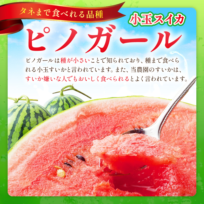 【1246】選び抜いた！小玉すいか　ピノガール　2L　2玉《先行予約》2026年6月上旬から順次発送予定【 配送不可地域：北海道・沖縄・離島】