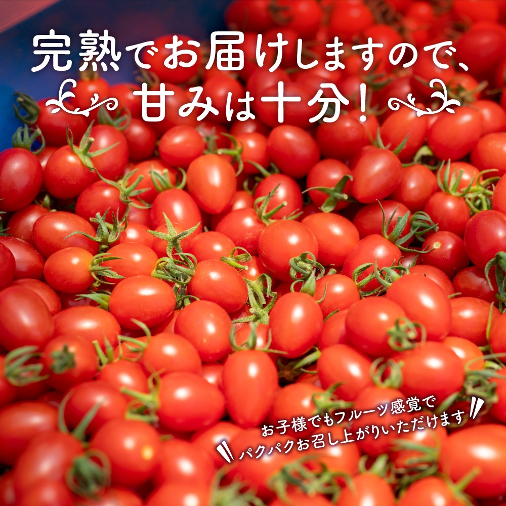 【1313】農園直送！原出さんの完熟ミニトマト（あいこ）1kg