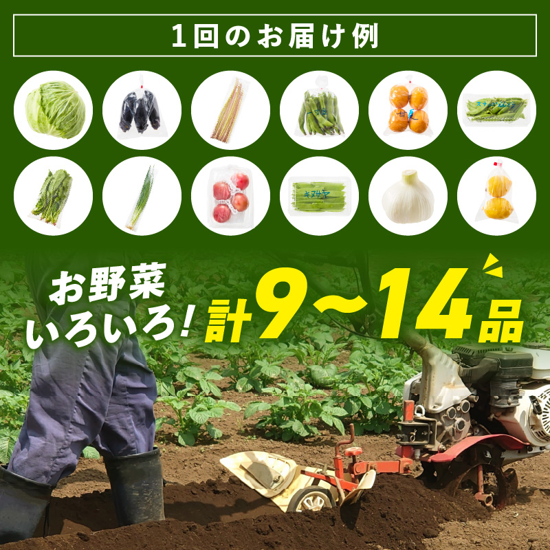 【8064】紀州の野菜・果物セット（9～14品目）定期便年6回