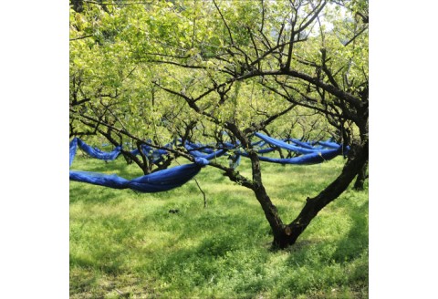 【0643-3】しそねり梅　180ｇ×6個