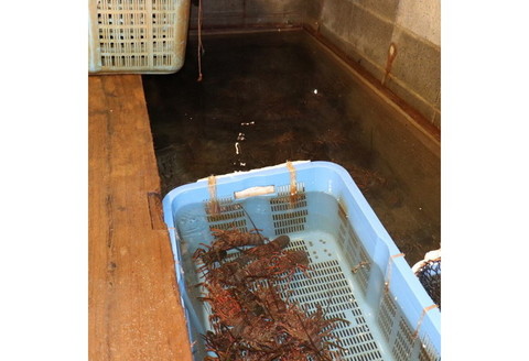 【0348-2】天然活伊勢海老 約1kg(御坊産)