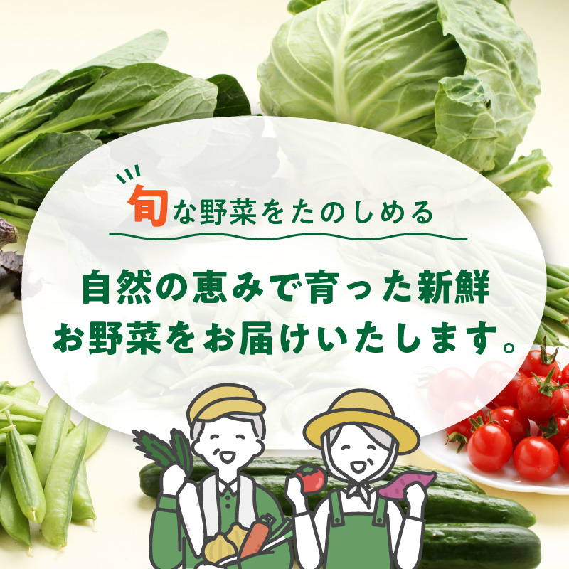 【0054-3】旬の新鮮野菜セットたっぷり13種以上