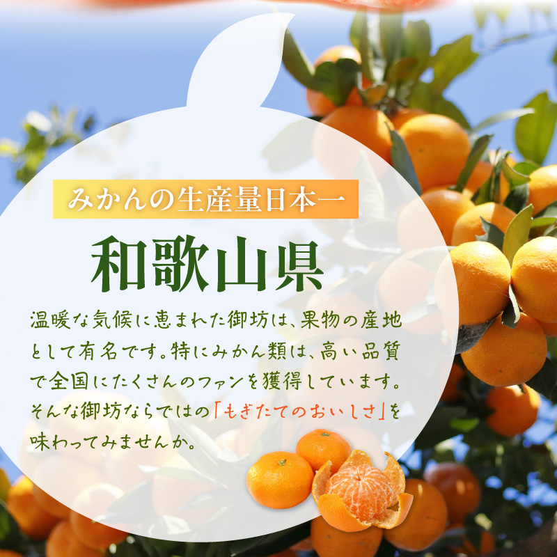 【0059-3】「濃厚な味のとろける美味しさ」温州みかん 10kg《先行予約》