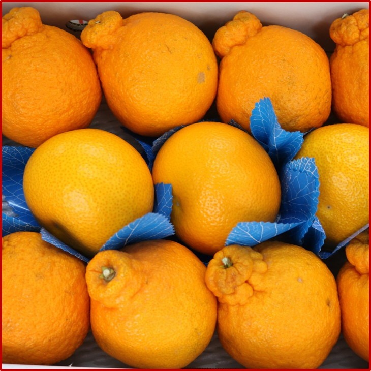 【0374-3】南国紀州・日高の太陽が育んだ季節のフルーツセットB《先行予約》【2026年1月下旬頃より順次発送予定】【配送不可地域:沖縄・離島】 