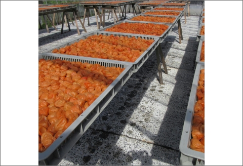 【0728-3】薬師梅贈答用　木箱入梅干し『蜜』はちみつ味　800ｇ