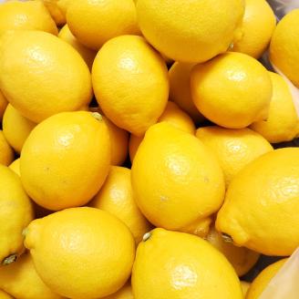 【1012-3】和歌山産レモン/グリーンレモン ４kg【国産レモン】《先行予約》