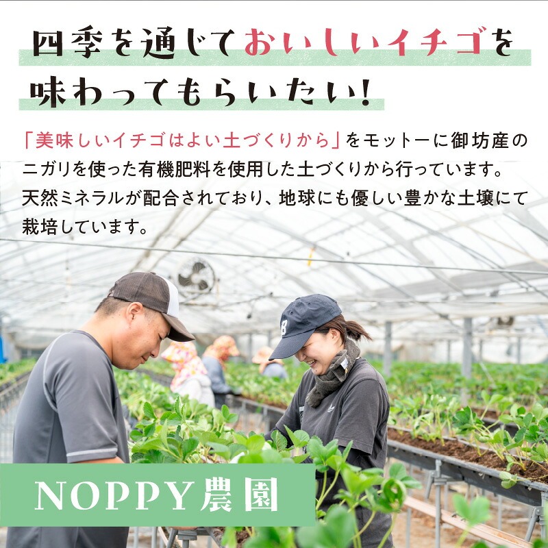【1226_01】農家直送！大粒完熟まりひめ　いちご　2パック（1月発送） 配送不可地域【北海道・沖縄・離島】