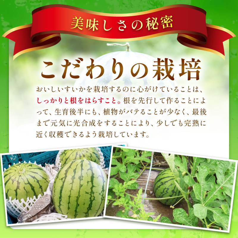 【1246】選び抜いた！小玉すいか　ピノガール　2L　2玉《先行予約》2026年6月上旬から順次発送予定【 配送不可地域：北海道・沖縄・離島】