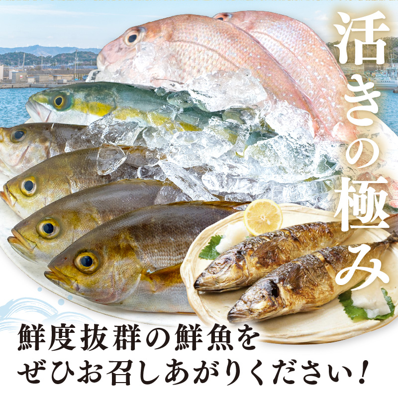 【8002-2】御坊産鮮魚セット 5kg 【定期便】(年4回お届け)【配送不可地域】沖縄・北海道・東北・九州