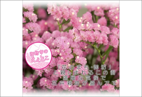 【0369-3】コロンと可愛いボトルに大輪のジニア入りハーバリウムセット