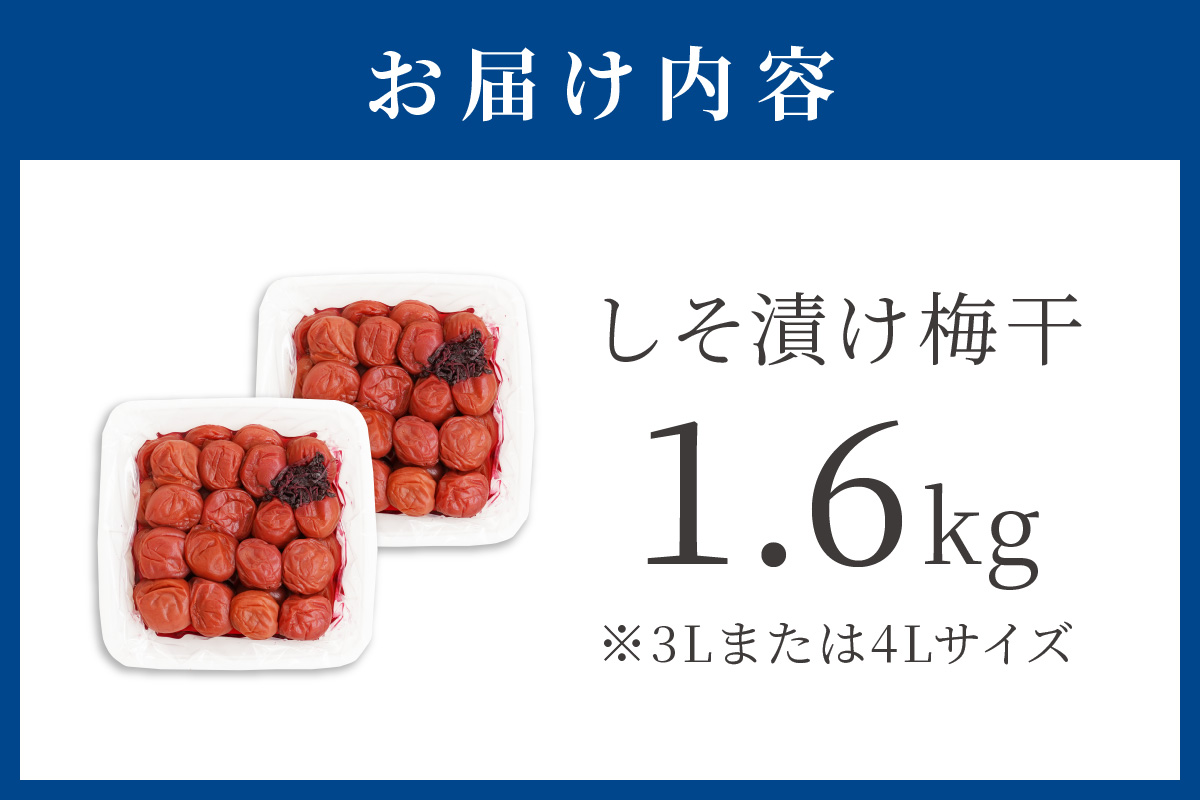 【1125-2】しそ漬け梅干（紀州南高梅）1.6kg 大粒 3L以上 和歌山県産