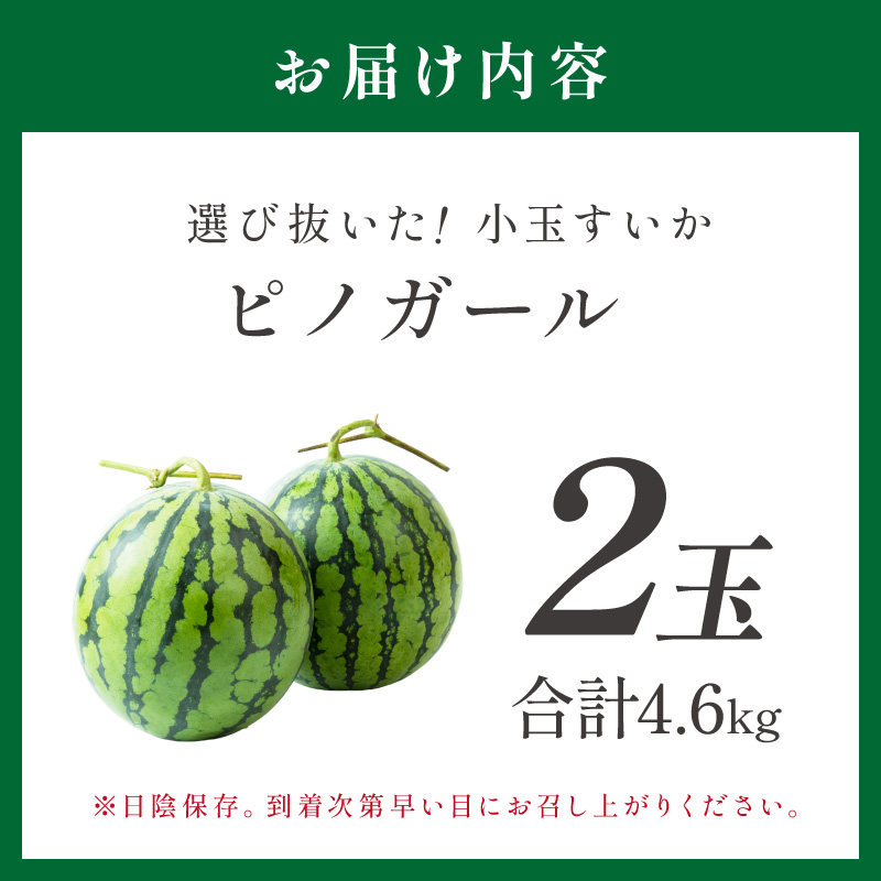 【1246】選び抜いた！小玉すいか　ピノガール　2L　2玉《先行予約》2026年6月上旬から順次発送予定【 配送不可地域：北海道・沖縄・離島】